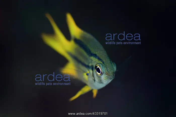 : Yellowtail Damsel - juvenile : Yellowtail Damsel - juvenile