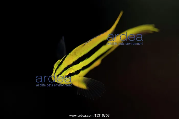 : Yellowtail Damsel - juvenile : Yellowtail Damsel - juvenile