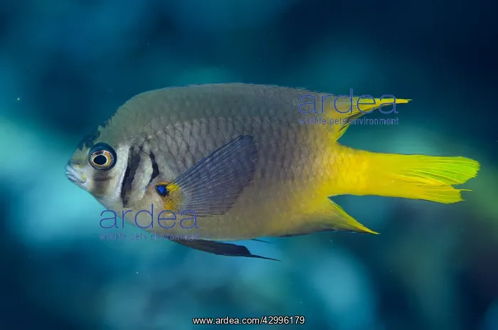 : Yellowtail Damsel - Lone Tree dive site, Dili, East : Yellowtail Damsel - Lone Tree dive site, Dili, East