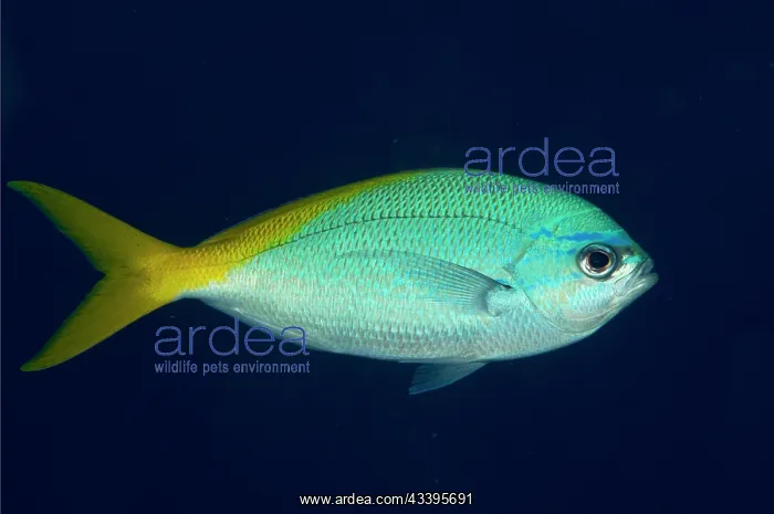 : Yellowtail Fusilier : Yellowtail Fusilier