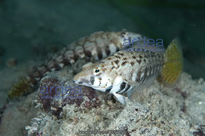 : Yellowtail Sandperch - pair : Yellowtail Sandperch - pair
