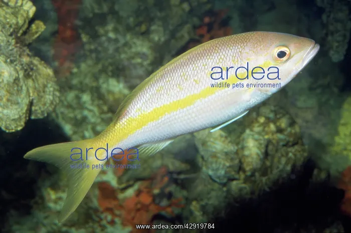 : Yellowtail Snapper : Yellowtail Snapper