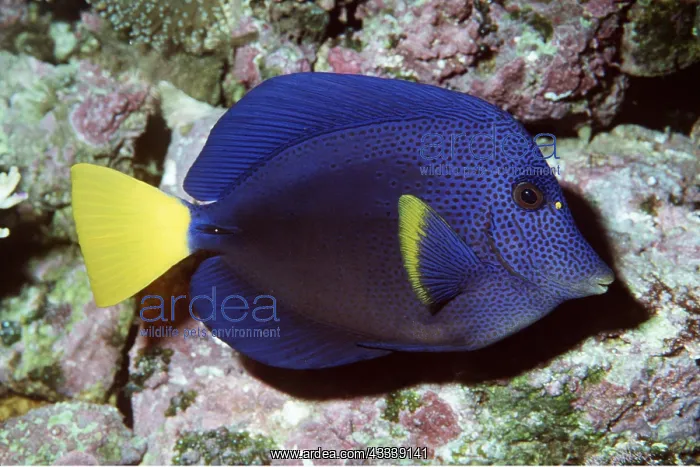 : Yellowtail (Surgeonfish) Tang : Yellowtail (Surgeonfish) Tang