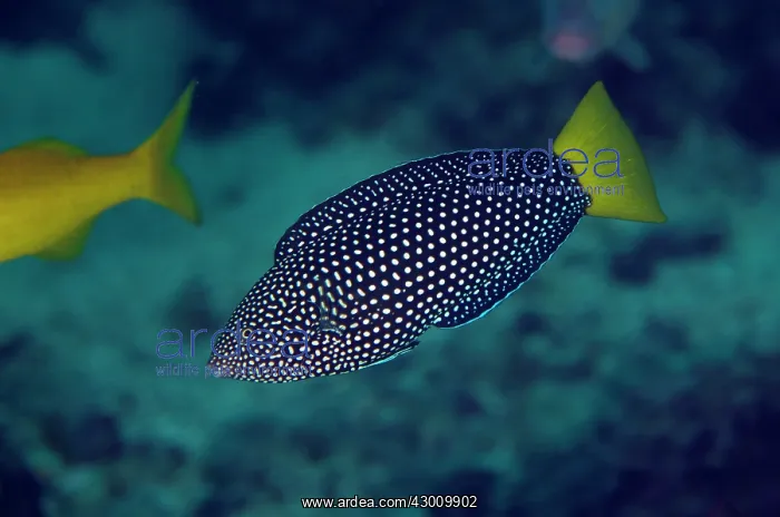: Yellowtail Wrasse Fish Bowl dive site, Gili Lawa : Yellowtail Wrasse Fish Bowl dive site, Gili Lawa