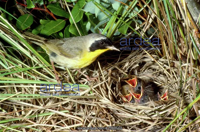 : Yellowthroat - male at nest with young : Yellowthroat - male at nest with young