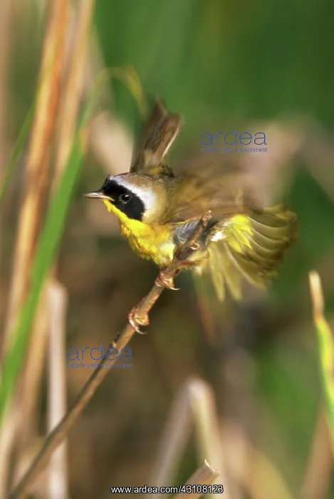 : Yellowthroat perched on a reed : Yellowthroat perched on a reed