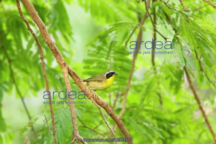 : Yellowthroat Warbler : Yellowthroat Warbler
