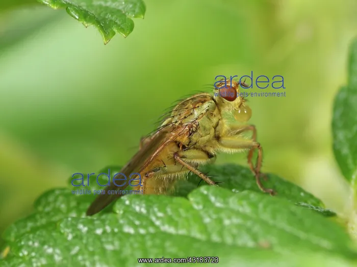 : Yelow Dung Fly : Yelow Dung Fly