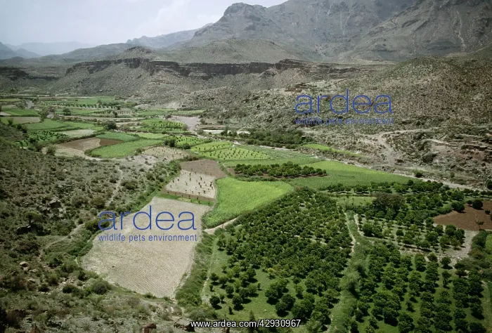 : Yemen - Agriculture : Yemen - Agriculture