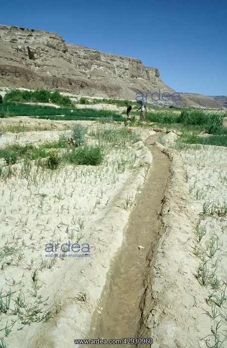 : YEMEN - Agriculture. Irrigation, showing water channel : YEMEN - Agriculture. Irrigation, showing water channel