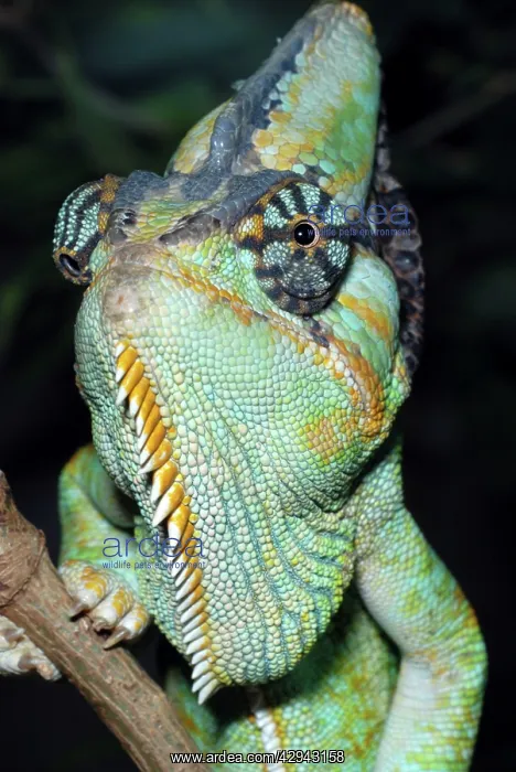 : Yemen Chameleon : Yemen Chameleon