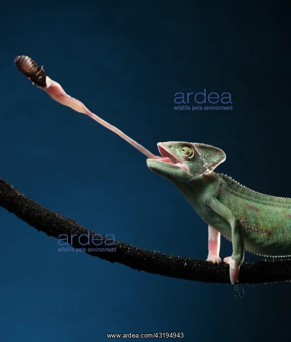 : Yemen chameleon (Chamaeleo calyptratus) feeding : Yemen chameleon (Chamaeleo calyptratus) feeding