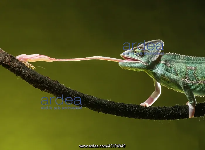 : Yemen chameleon (Chamaeleo calyptratus) feeding : Yemen chameleon (Chamaeleo calyptratus) feeding