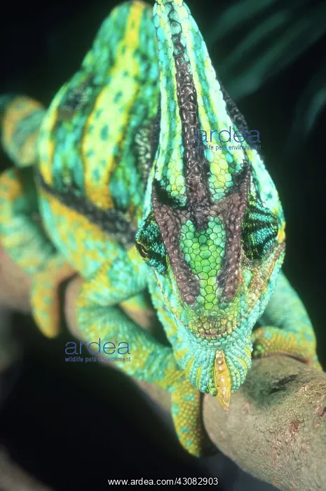  : Yemen Veiled Chameleon