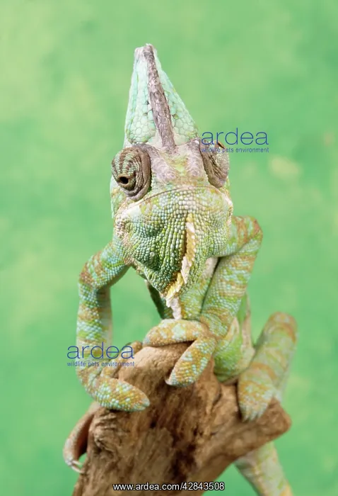: Yemenese / Veiled CHAMELEON - Male : Yemenese / Veiled CHAMELEON - Male