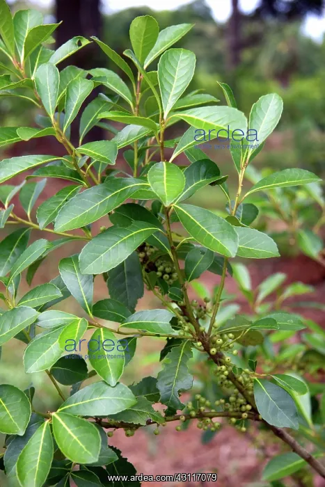 : Yerba Mate : Yerba Mate