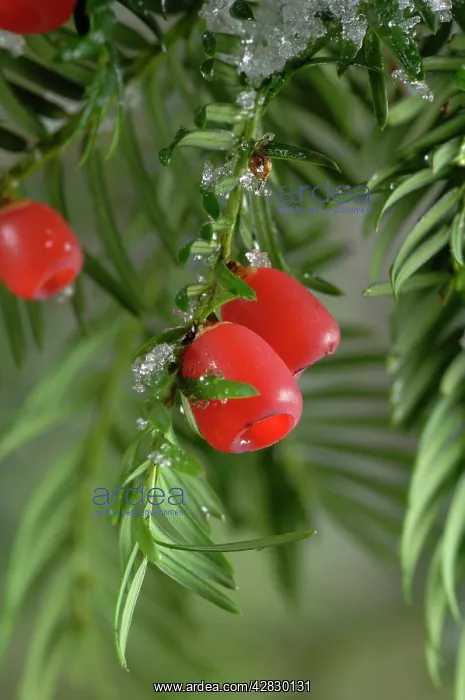 : Yew with berries