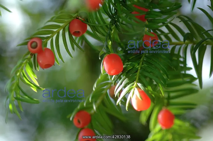  : Yew with berries