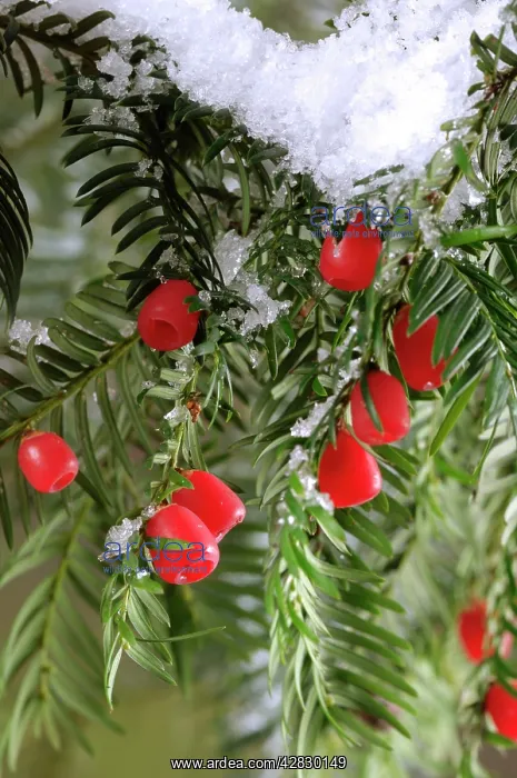  : Yew with berries