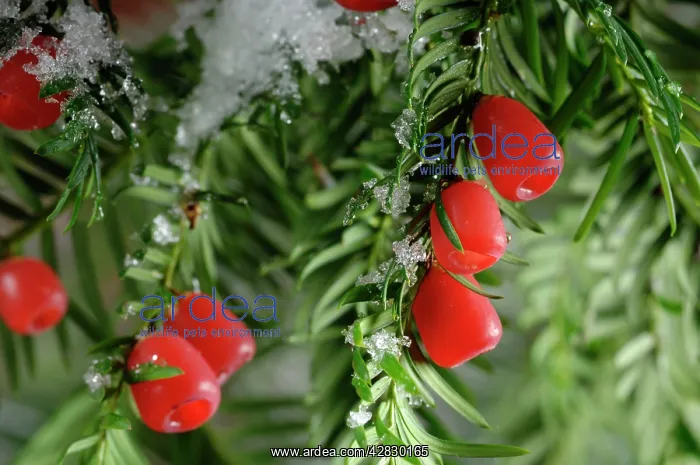  : Yew with berries