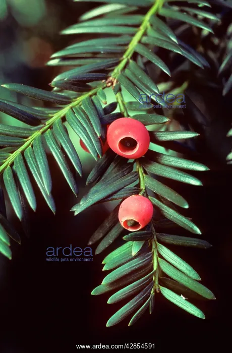 : Yew - with berries : Yew - with berries