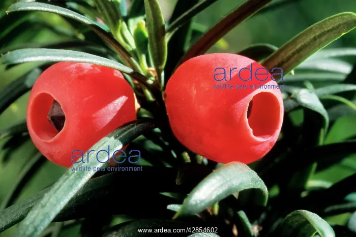 : Yew with berries : Yew with berries