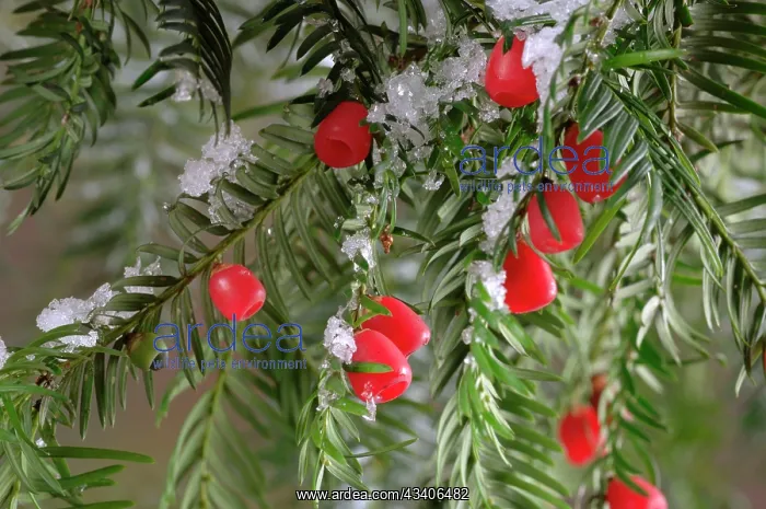 : Yew with berries : Yew with berries