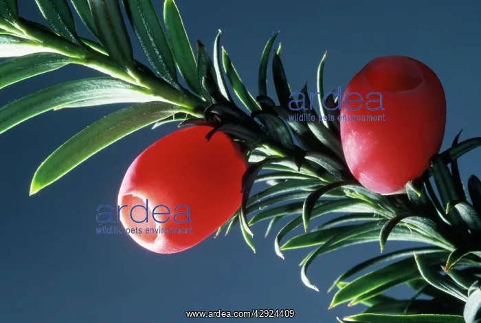  : YEW BERRIES - C / U