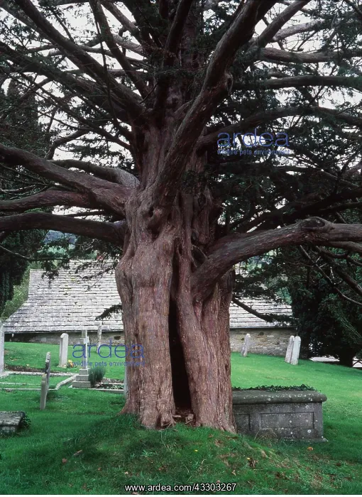 : YEW - in churchyard : YEW - in churchyard