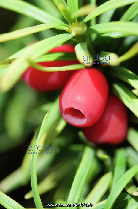 : Yew, Common Yew A Standishii, Taxus baccata standishii : Yew, Common Yew A Standishii, Taxus baccata standishii