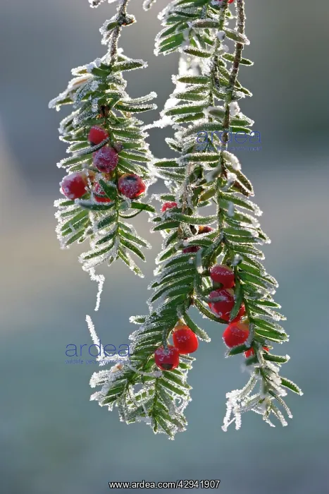 : Yew - frost covered : Yew - frost covered