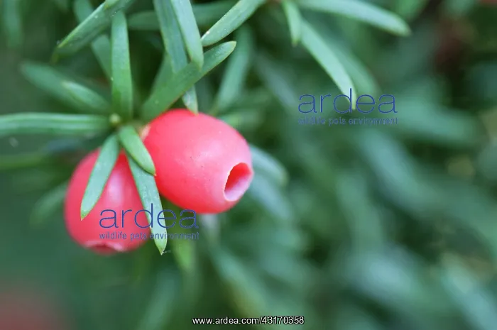 : Yew, Irish Yew, Taxus baccata fastigiata, Close : Yew, Irish Yew, Taxus baccata fastigiata, Close