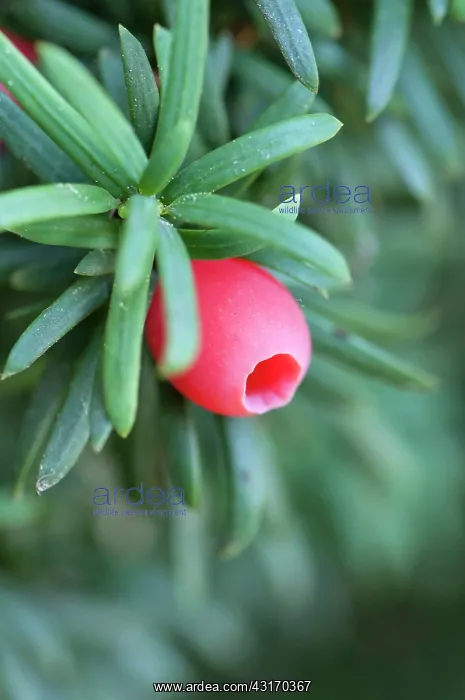 : Yew, Irish Yew, Taxus baccata fastigiata, Close : Yew, Irish Yew, Taxus baccata fastigiata, Close