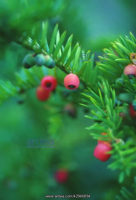 : Yew, Taxus : Yew, Taxus