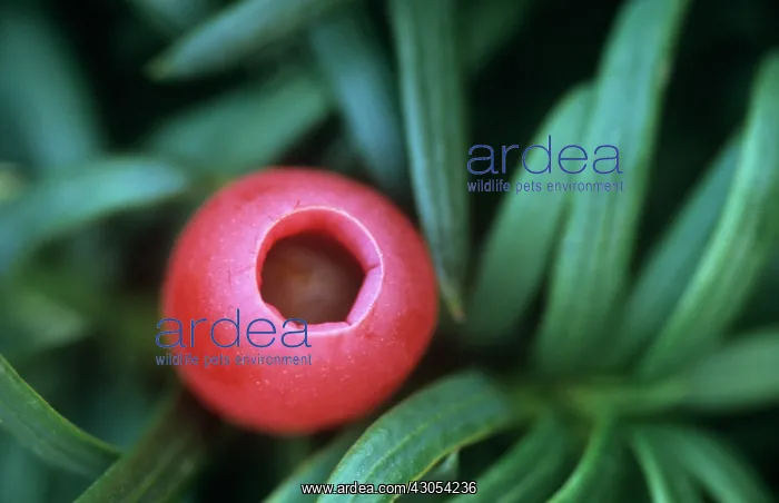 : Yew, Taxus : Yew, Taxus