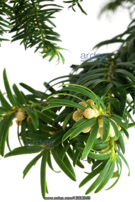 : Yew, Taxus : Yew, Taxus
