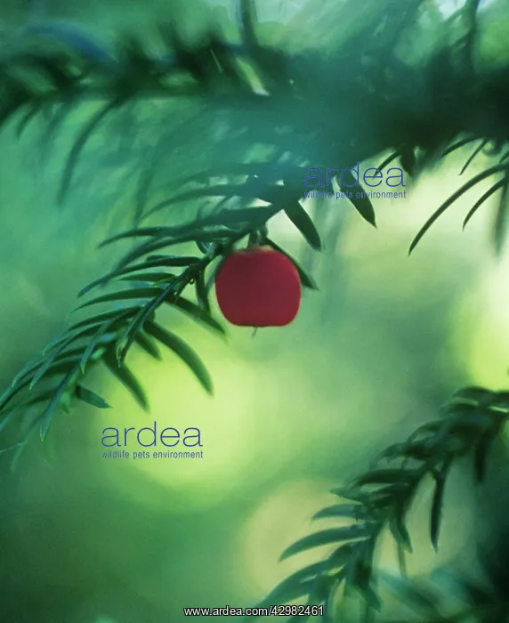 : Yew, Taxus baccata : Yew, Taxus baccata