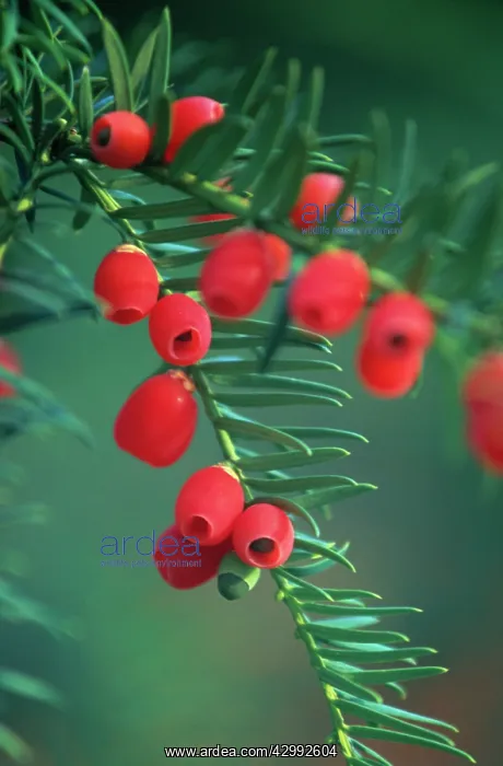  : Yew, Taxus baccata