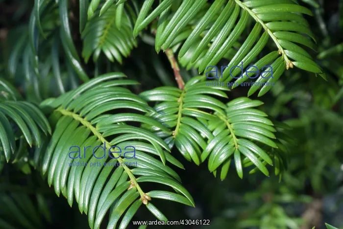 : Yew, Taxus baccata : Yew, Taxus baccata