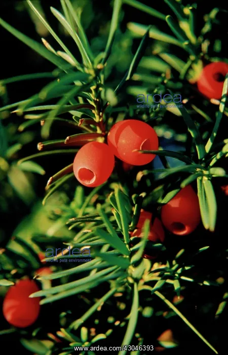 : Yew, Taxus x media : Yew, Taxus x media