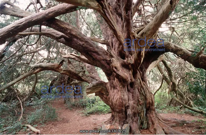 : YEW TREE : YEW TREE