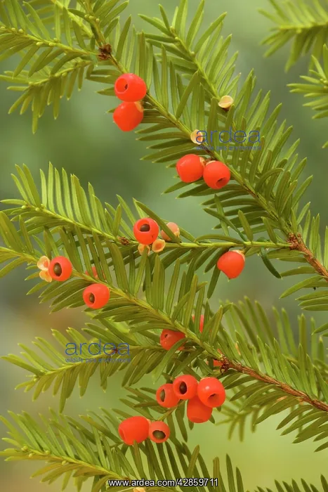 : Yew tree in autumn, with ripe berries : Yew tree in autumn, with ripe berries
