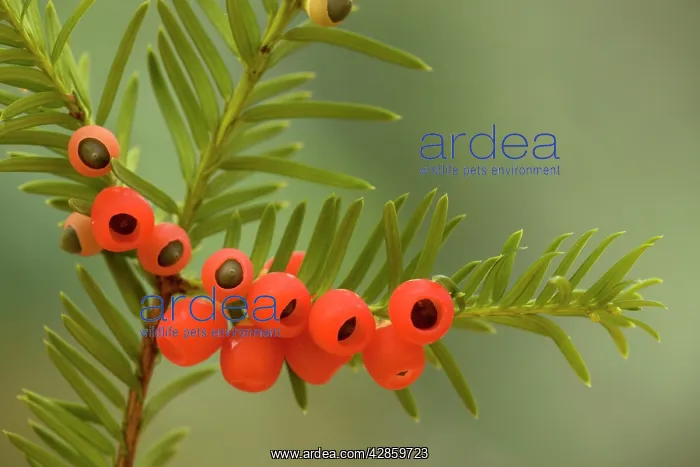 : Yew tree in autumn, with ripe berries : Yew tree in autumn, with ripe berries
