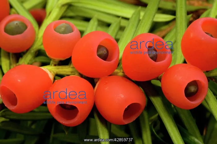: Yew tree in autumn, with ripe berries : Yew tree in autumn, with ripe berries