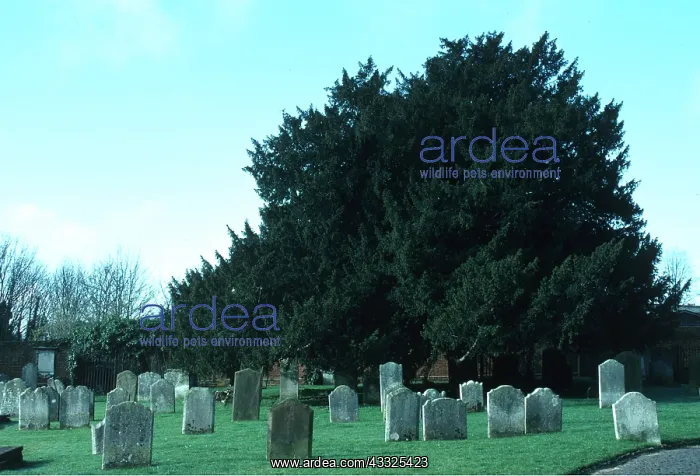 : YEW TREE - in church yard : YEW TREE - in church yard