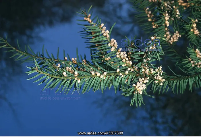 : YEW TREE - close-up of flowers : YEW TREE - close-up of flowers