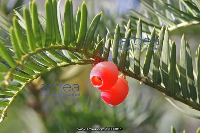: Yew tree - with fruit : Yew tree - with fruit