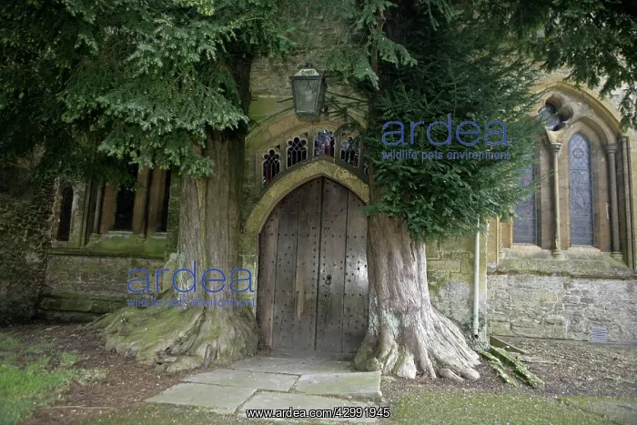 : Yew Trees - around Parish Church doorway : Yew Trees - around Parish Church doorway