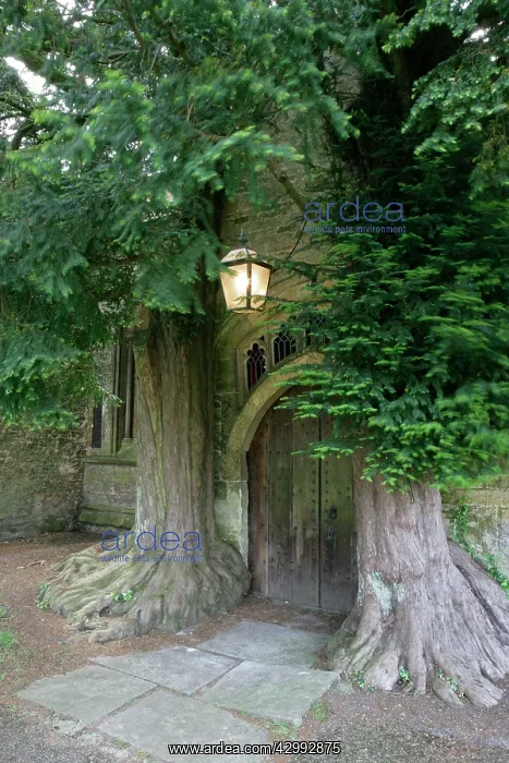  : Yew Trees - around Parish Church doorway