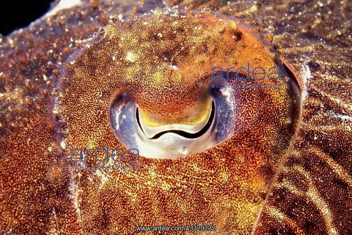: Yeye of Common cuttlefish (Sepia officinalis), Mediterranean : Yeye of Common cuttlefish (Sepia officinalis), Mediterranean